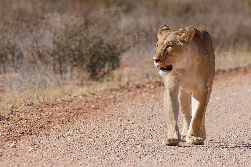 African lion (Panthera leo), lioness, adult female walking on a dirt road, Kgalagadi Transfrontier Park, Northern Cape, South Africa