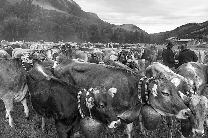 Allgäu cows are collected in the valley for cattle seperation, Hinterstein, Bad Hindelang, Bavaria, Germany