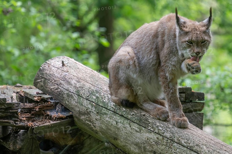 Eurasian lynx (Lynx lynx) licking its paw, wildlife park, Bavaria, Germany