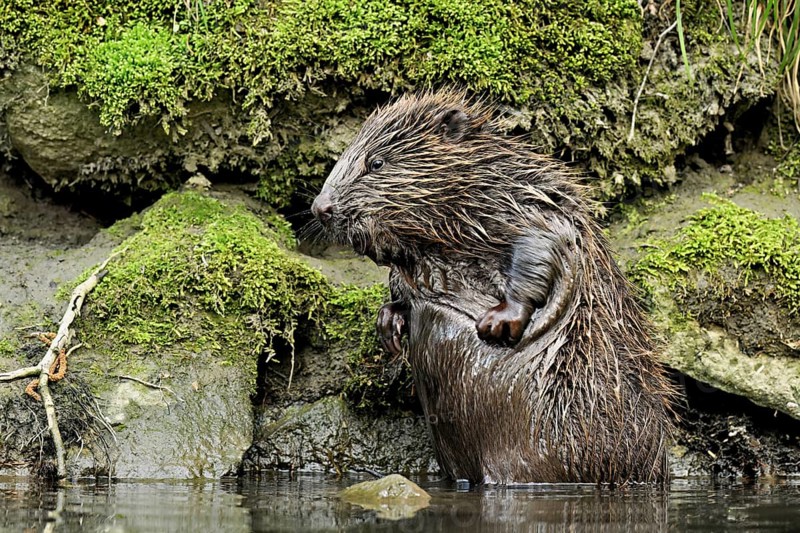 Eurasian beaver, European beaver (Castor fibre), scratching its belly, Switzerland