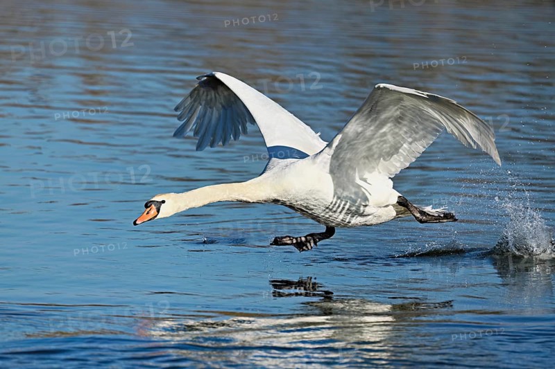 Mute swan (Cygnus olor), on take-off, Flachsee nature reserve, Freiamt, Canton Aargau, Switzerland