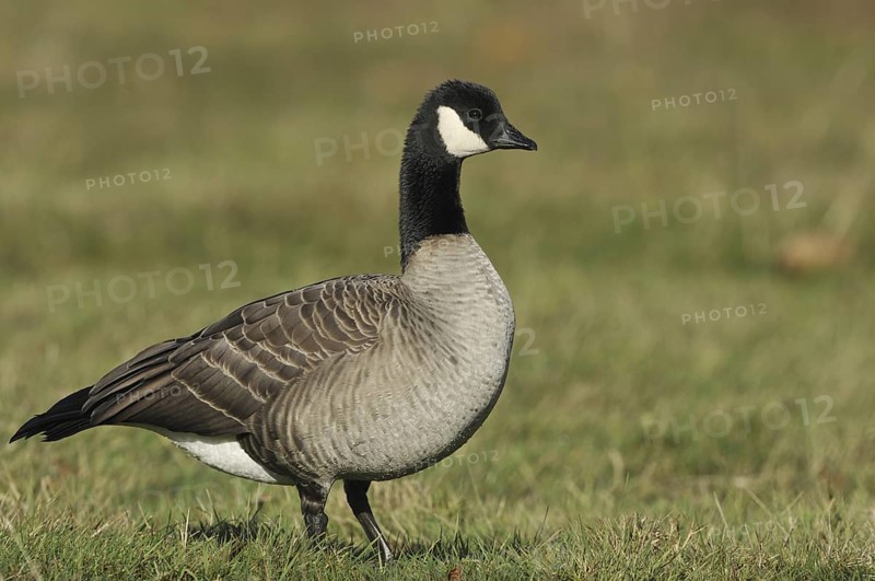 Cackling Goose (Branta hutchinsii), British Columbia, Canada