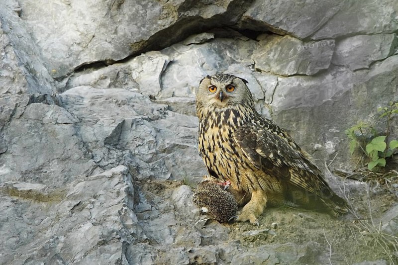Eurasian Eagle-Owl (Bubo bubo) female, North Rhine-Westphalia, Germany