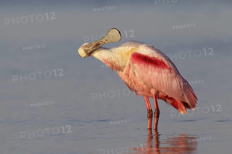 Roseate Spoonbill (Platalea ajaja), Florida, USA