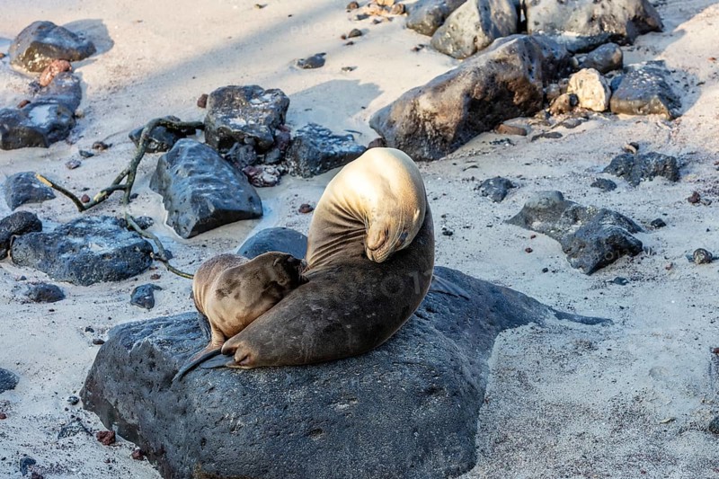 Sea lions (Zalophus wollebaeki), San Cristobal, Galapagos, Ecuador