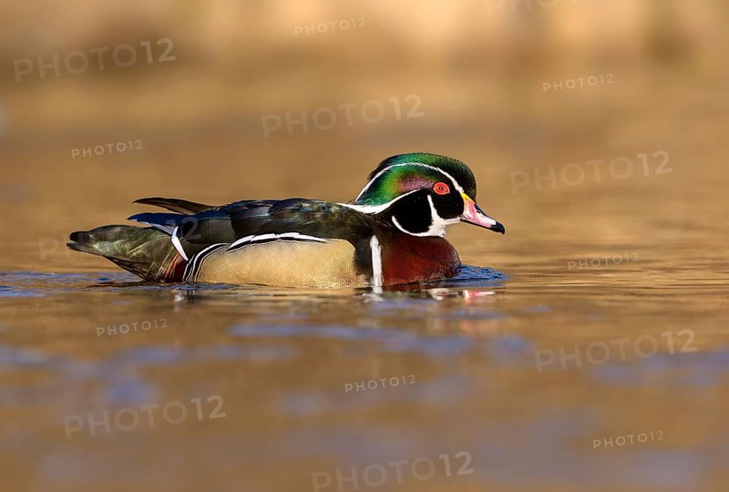 Wood Duck Male (Aix sponsa) - Victoria BC, Canada