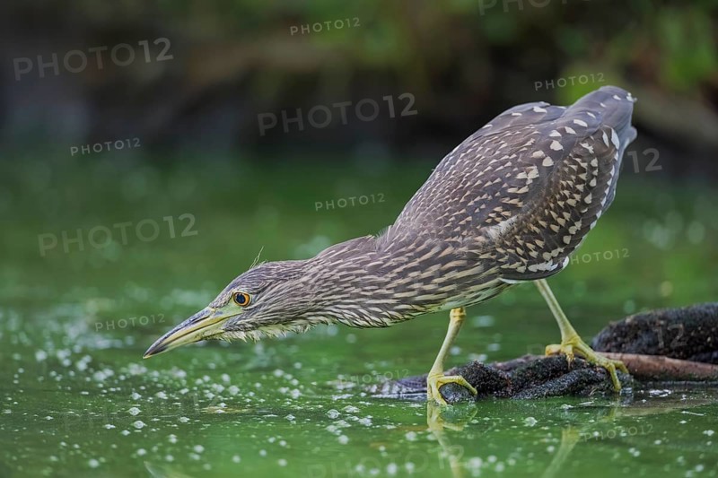Nachtreiher, Nycticorax nycticorax Night Heron, Nycticorax nycticorax