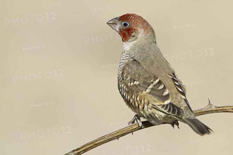 Red-headed Finch (Amadina erythrocephala), Northern Cape, Kgalagadi Transfrontier Park, South Africa