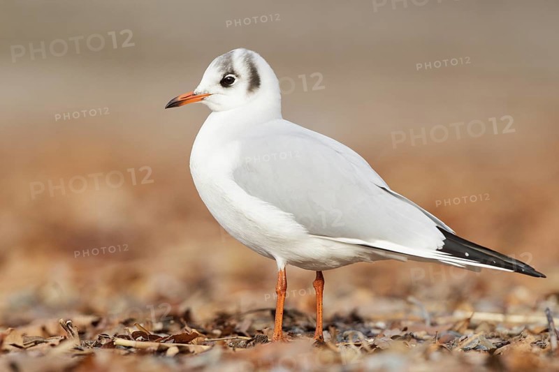 Black-headed Gull (Chroicocephalus ridibundus), St. Gallen, Switzerland