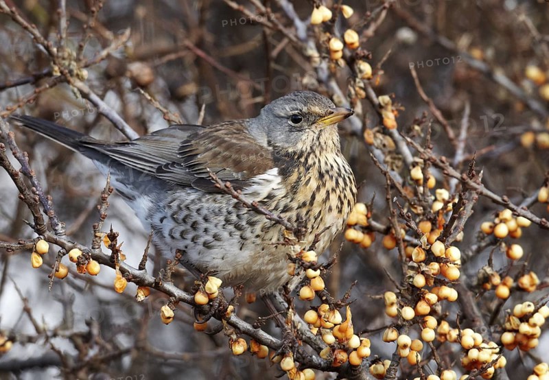 Fieldfare (Turdus pilaris), Schleswig-Holstein, Germany