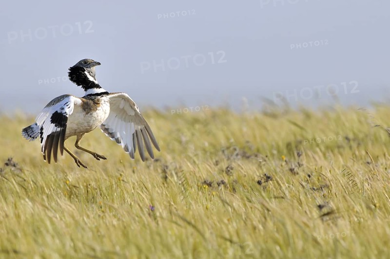 Little Bustard (Tetrax tetrax) mating, Extremadura, Spain