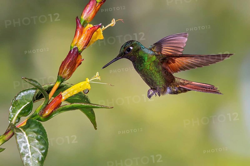 Brazilian Ruby (Clytolaema rubricauda) flying and feeding at a flower in the Atlantic rainforest of southeast Brazil