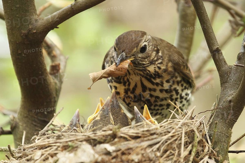 Song Thrush (Turdus philomelos) chick, Lower Saxony, Germany