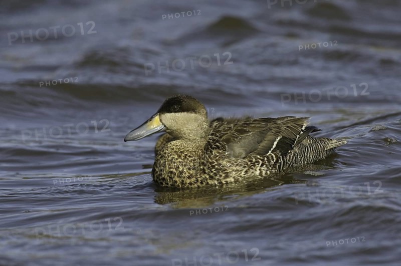 Silver Teal (Spatula versicolor), Falkland Islands