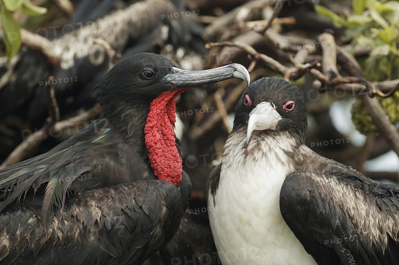 Great Frigatebird (Fregata minor), Hawaii, USA