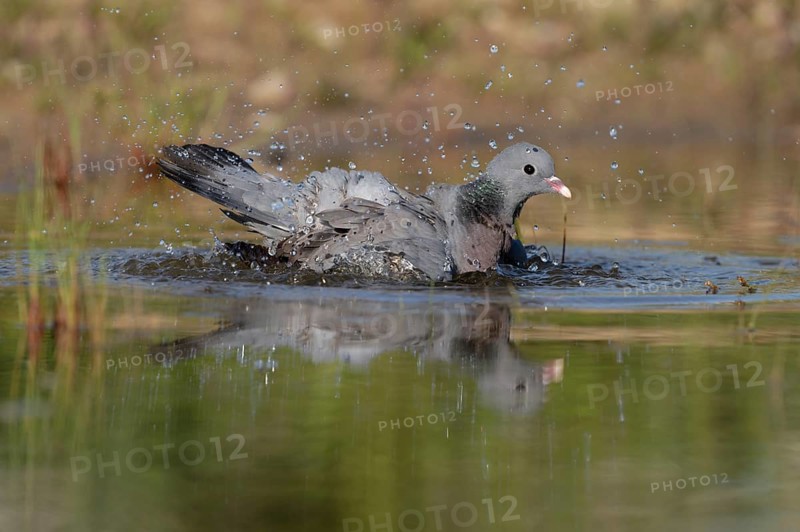 Stock Dove (Columba oenas) bathing, Brandenburg, Germany