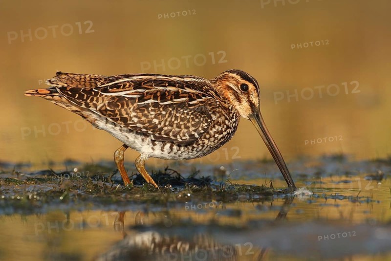 Wilson's Snipe (Gallinago delicata), Ohio, USA