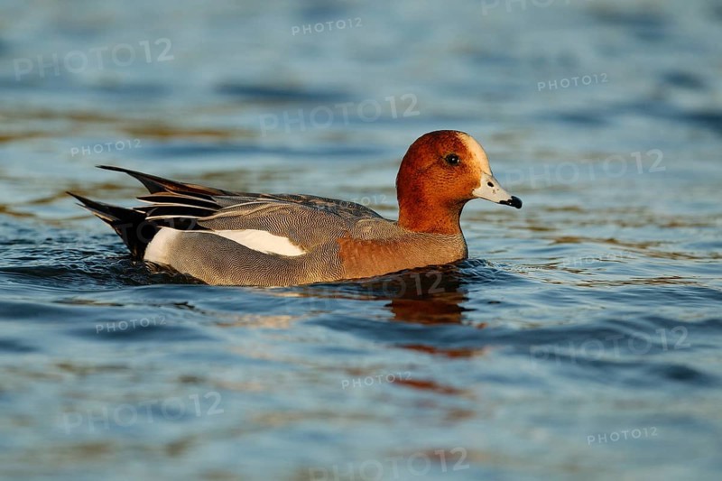 Eurasian Wigeon (Mareca penelope) male, Arizona, USA