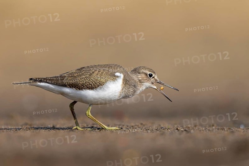 Common Sandpiper (Actitis hypoleucos) foraging, North Rhine-Westphalia, Germany