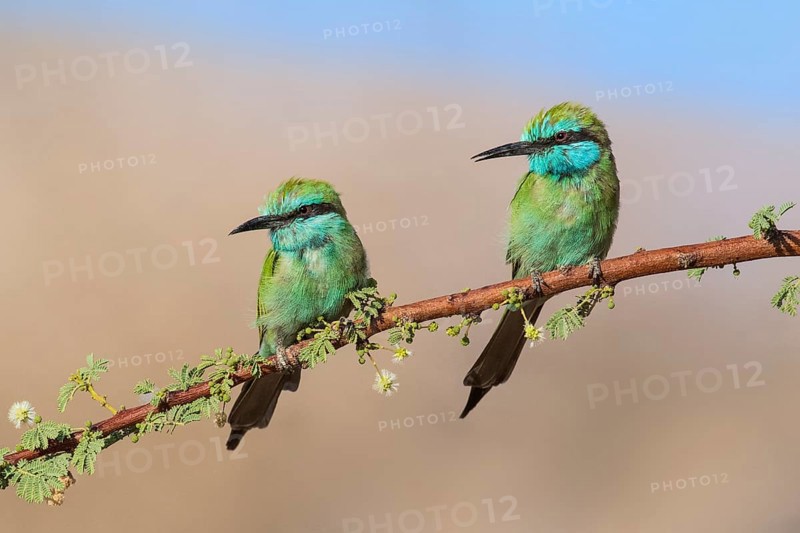Green Bee-eater (Merops orientalis) pair, Eilat, Israel