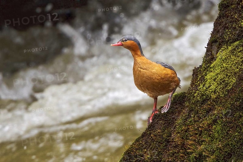 Torrent Duck (Merganetta armata) female, Ecuador