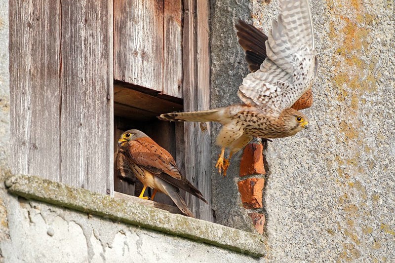 Turmfalke, lat. Falco tinnunculus, adultes Weibchen startet aus der Mauerwerksöffnung mit dem dahinter befindlichen Nistkasten und Männchen steht am Eingang und schaut hinein