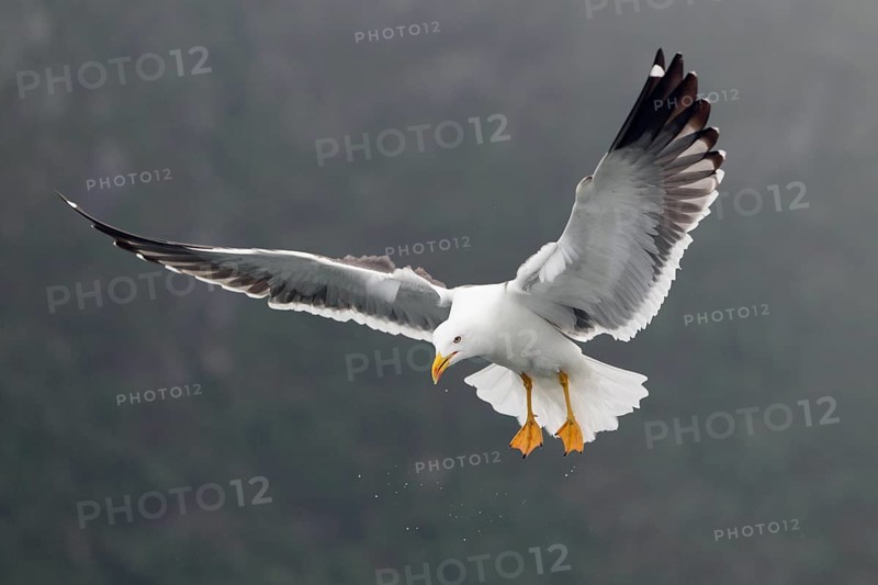 Heringsmöwe; lat. Larus fuscus; im Flug auf der Stelle schräg von vorn mit Wassertropfen; Romsdalfjord