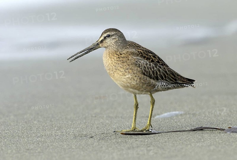 Short-billed Dowitcher (Limnodromus griseus), British Columbia, Canada