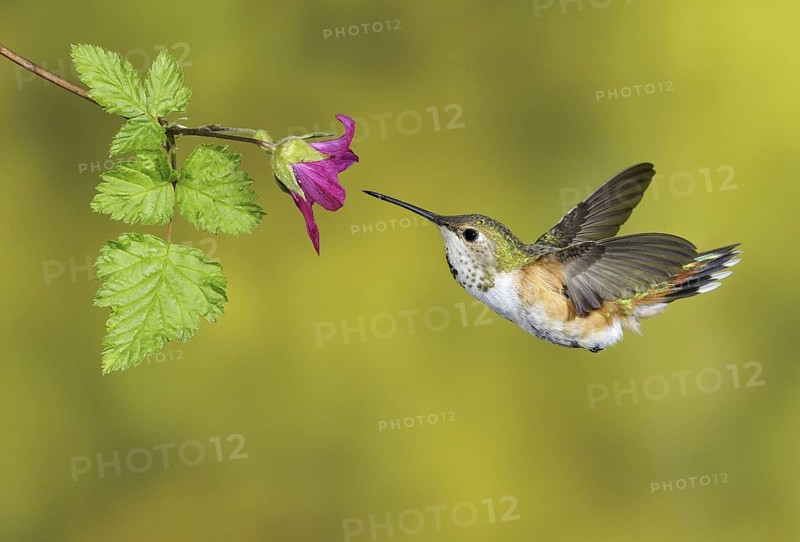 Rufous Hummingbird (Selasphorus rufus) female, British Columbia, Canada