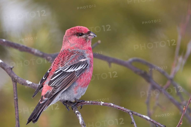 Pine Grosbeak - Hakengimpel - Pinicola enucleator, Finland, adult male
