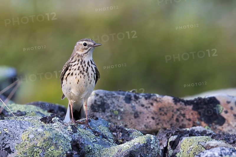 Meadow Pipit - Wiesenpieper - Anthus pratensis ssp. pratensis, Russia