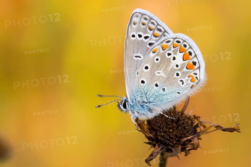 Polyommatus icarus - Common Blue - Hauhechel-Bläuling, Germany (Baden-Württemberg), imago