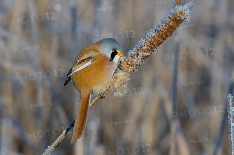 Bearded Reedling (Panurus biarmicus) male feeding on cattail seed, Thuringia, Germany