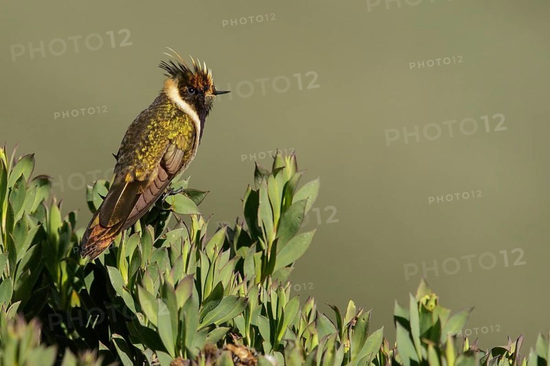 Buffy Helmetcrest (Oxypogon stuebelii) perched on a branch in the mountains of Colombia, South America