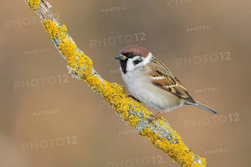 Eurasian Tree Sparrow (Passer montanus) perched on a lichen branch, Poland