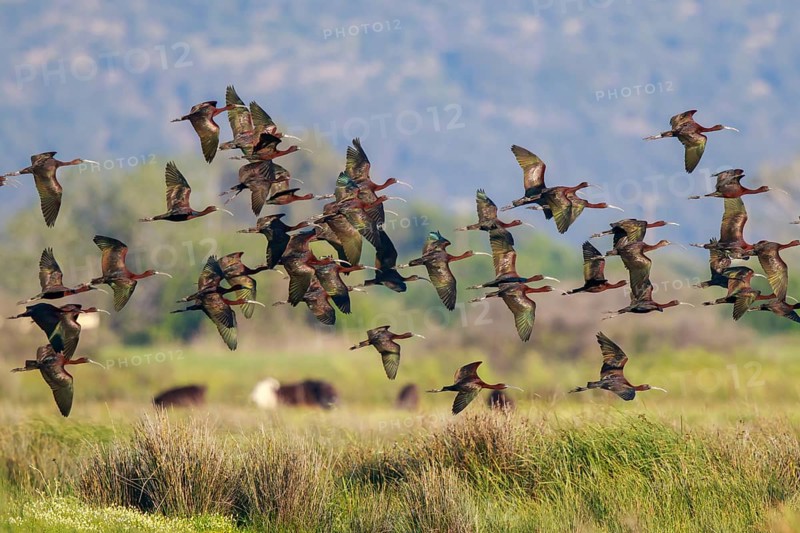 Glossy Ibis (Plegadis falcinellus) group flying, Lesvos, Greece