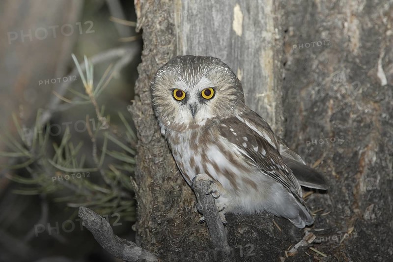 Northern Saw-whet Owl (Aegolius acadicus), Idaho, USA