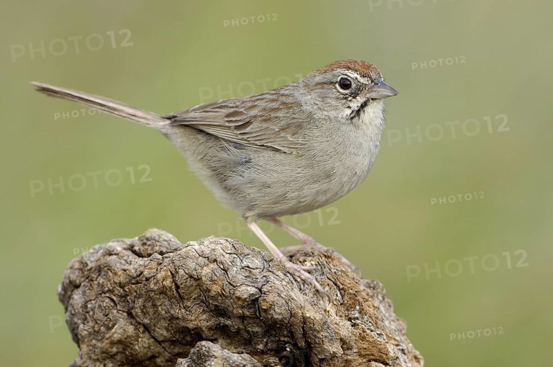 Rufous-crowned Sparrow (Aimophila ruficeps), Texas, USA