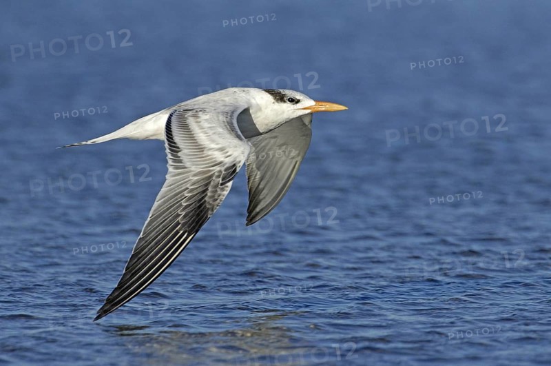 Royal Tern (Thalasseus maximus) flying, Texas, USA
