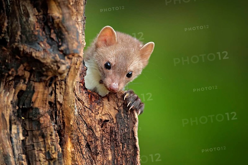 Beech marten, Martes foina, with clear green background. Small predator sitting on the tree trunk in forest. Wildlife scene from Germany. Beautiful cute forest animal