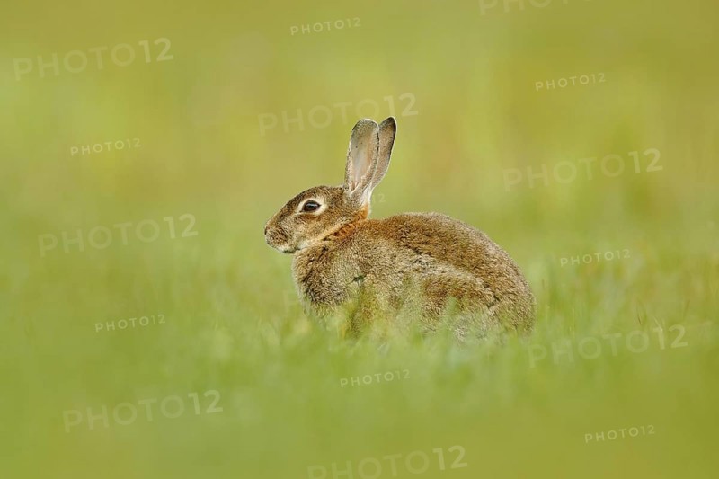 Cute rabbit with flower dandelion sitting in grass. Animal in nature habitat, life in the meadow, Germany. European rabbit or common rabbit, Oryctolagus cuniculus, hidden in the grass. Wildlife Europe