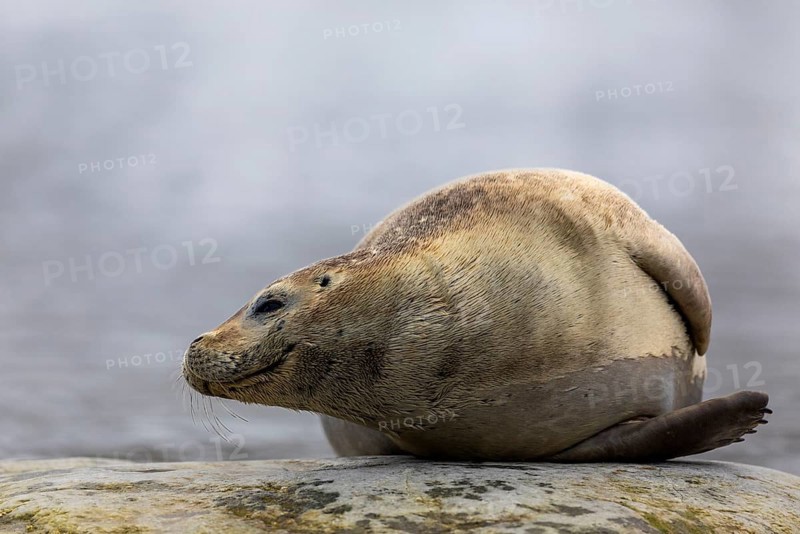 Harbour seal (Phoca vitulina) lying on a stone in the water, Mammals (Mammalia), Gravnesodden, Spitsbergen, Svalbard