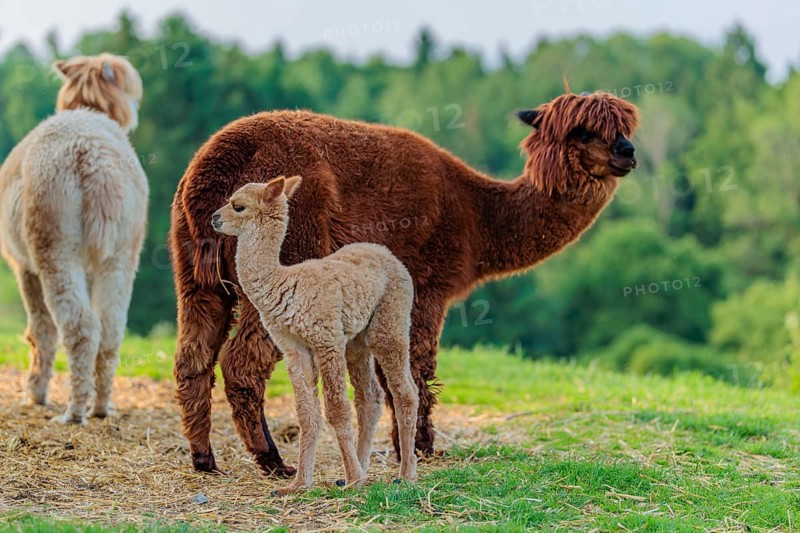 Two adult and one newly born white alpaca (Vicugna pacos) standing on straw in hilly terrain