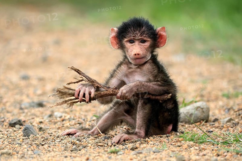 Bear baboon, chacma baboon (Papio ursinus), young, baby, sitting on ground, fragile, foraging, playing, Kruger, Kruger National Park, South Africa