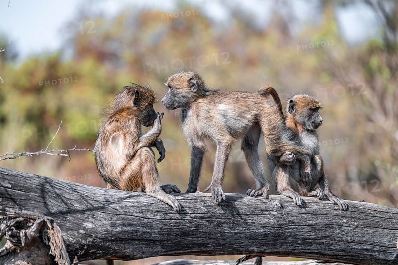 Bear baboon (Papio ursinus), young playing on a tree trunk, Kruger National Park, South Africa