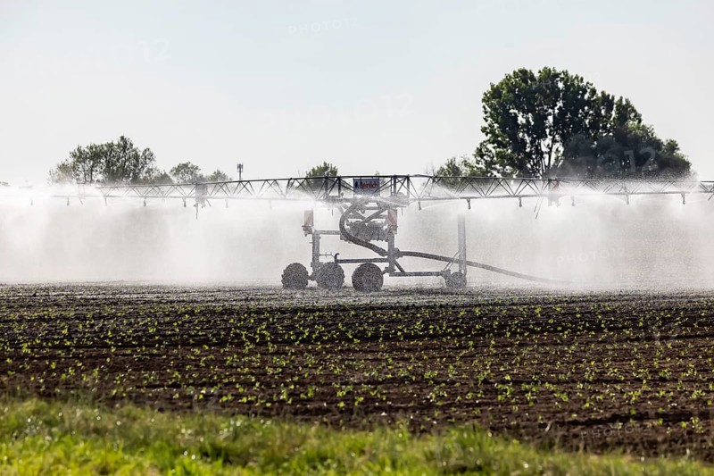 Hot days, little rainfall. Irrigation of young vegetable plants during drought in the fields of Neuhausen auf den Fildern, Baden-Württemberg, Germany
