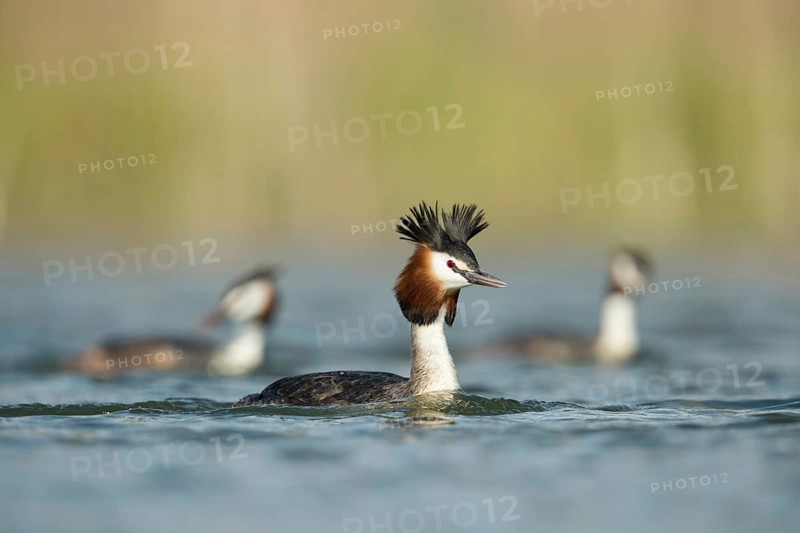 Great Crested Grebe (Podiceps Scalloped ribbonfish) in breeding plumage, breeding plumage, several, small group, troop, swimming in the same direction, rare photo, as great crested grebes tend to be solitary, water birds, native nature, Lower Rhine, Rhineland, North Rhine-Westphalia, Germany, Western Europe
