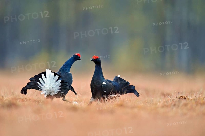 Black grouse (Lyrurus tetrix), two cocks in a show fight, Hedmark county, Norway
