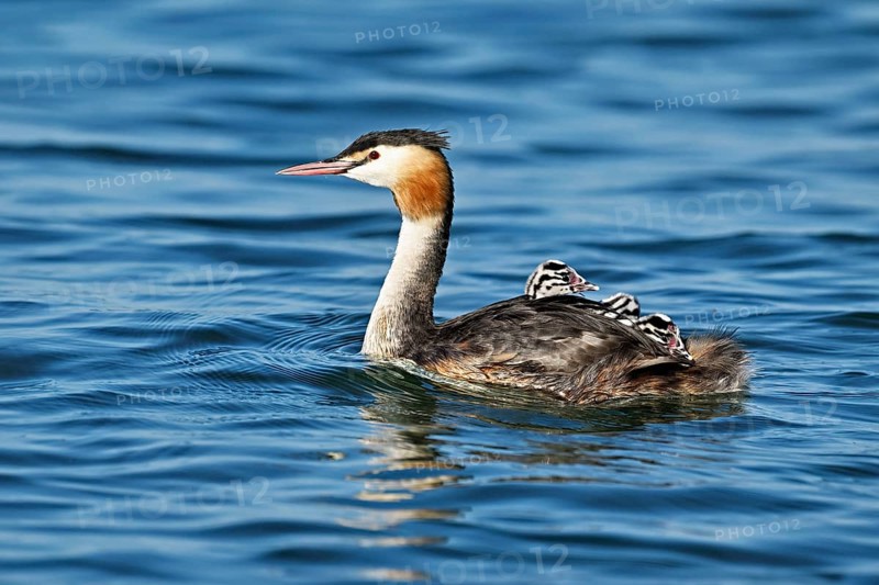 Great Crested Grebe (Podiceps Scalloped ribbonfish), with three chicks in plumage swimming in the water, Lake Zug, Canton Zug, Switzerland