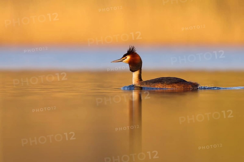 Great Crested Grebe (Podiceps cristatus), North Brabant, Netherlands